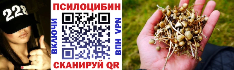 darknet наркотические препараты  Сунжа  Псилоцибиновые грибы Cubensis  omg ССЫЛКА 
